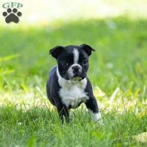 Oliver, Boston Terrier Puppy